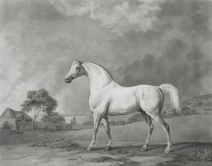 Mambrino, engraved by George Townley Stubbs